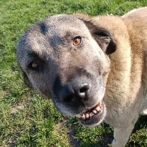 KARABASHE, female mixed breed for adoption at SHPA Le Havre, Le Havre