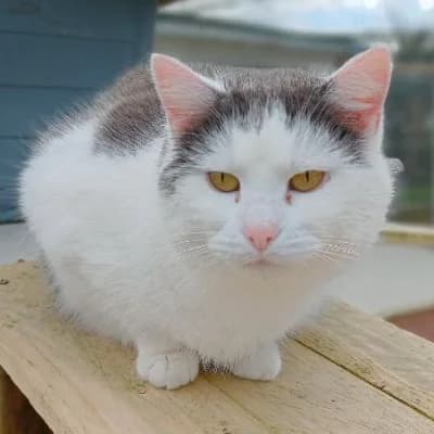 LAUREEN, female mixed breed for adoption at SHPA Le Havre, Le Havre