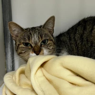 LAURETTE, female young mixed breed for adoption at SHPA Le Havre, Le Havre