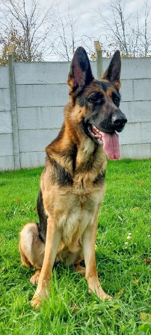 LIBERTY Adoptée, female 3yo German Shepherd for adoption at SHPA Le Havre, Le Havre