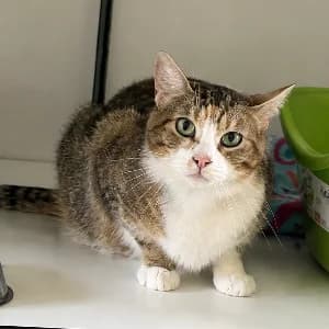 LILIE, female young mixed breed for adoption at SHPA Le Havre, Le Havre