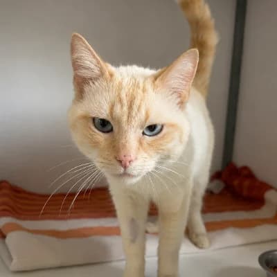 Mango, male young mixed breed for adoption at SHPA Le Havre, Le Havre