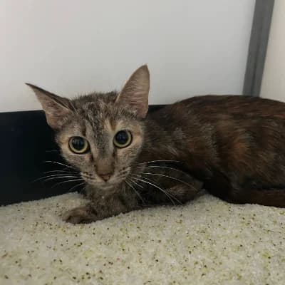 MARYE, female young mixed breed for adoption at SHPA Le Havre, Le Havre