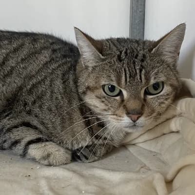 Milore, female 6yo mixed breed for adoption at SHPA Le Havre, Le Havre