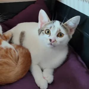 MONICA, female puppy Mixed Breed for adoption at SHPA Le Havre, Le Havre