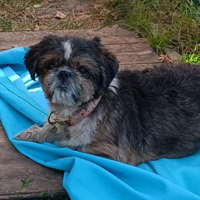MOON, female senior Shih Tzu for adoption at SHPA Le Havre, Le Havre
