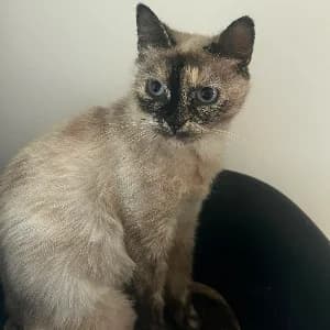 MOUCHETTE, female young Mixed Breed for adoption at SHPA Le Havre, Le Havre