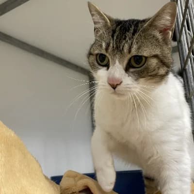 Nala 1, female senior mixed breed for adoption at SHPA Le Havre, Le Havre