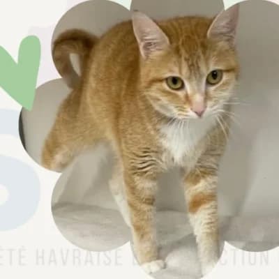 Nala 2, female young mixed breed for adoption at SHPA Le Havre, Le Havre