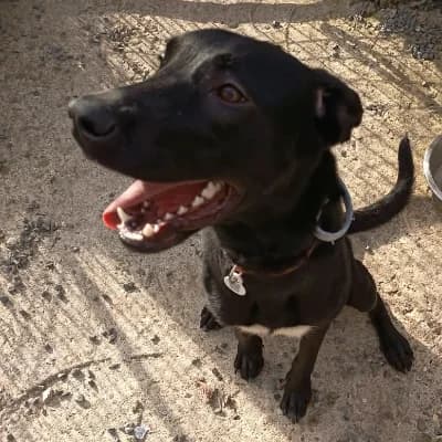 NALA 3, female puppy Labrador Retriever for adoption at SHPA Le Havre, Le Havre