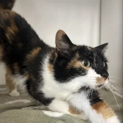Nouba, female young mixed breed for adoption at SHPA Le Havre, Le Havre