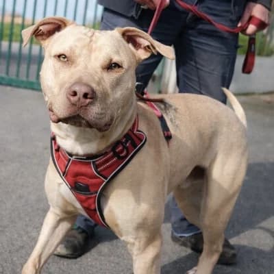 OXLOW, male young Labrador Retriever for adoption at SHPA Le Havre, Le Havre