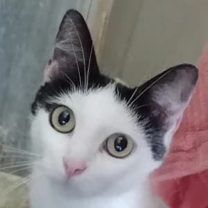 PAULINE, female young mixed breed for adoption at SHPA Le Havre, Le Havre