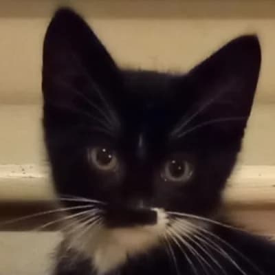 PETIT POIS, female puppy mixed breed for adoption at SHPA Le Havre, Le Havre