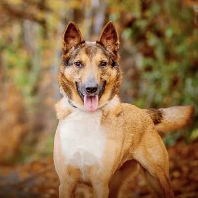 PIPLETTE, female Belgian Malinois for adoption at SHPA Le Havre, Le Havre