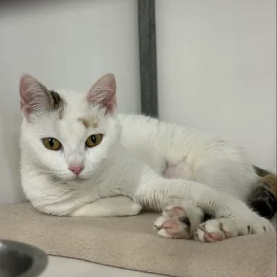 Pirouette, female young mixed breed for adoption at SHPA Le Havre, Le Havre
