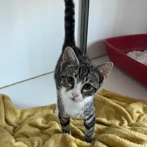 Queen, female puppy mixed breed for adoption at SHPA Le Havre, Le Havre