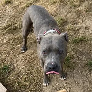 RISKA, female 6yo Mixed Breed for adoption at SHPA Le Havre, Le Havre