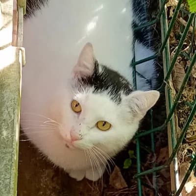 SAMI, male young mixed breed for adoption at SHPA Le Havre, Le Havre