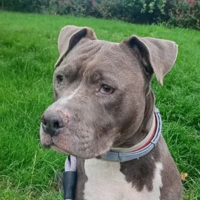 SANGOKU, male 6yo Staffordshire Bull Terrier for adoption at SHPA Le Havre, Le Havre