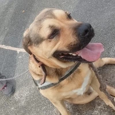 SANTANA, male 6yo mixed breed for adoption at SHPA Le Havre, Le Havre
