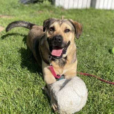 SANTANA, male 6yo mixed breed for adoption at SHPA Le Havre, Le Havre