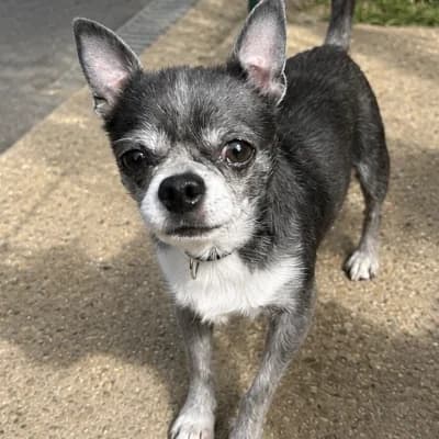 SAPHIR, male 5yo Chihuahua for adoption at SHPA Le Havre, Le Havre