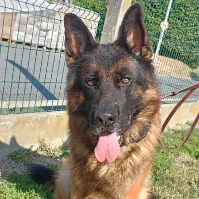 SAPRO, male 4yo German Shepherd for adoption at SHPA Le Havre, Le Havre