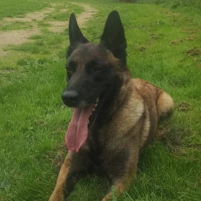 ARKOUNA DREAM’S SCOTT, male 5yo Belgian Malinois for adoption at SHPA Le Havre, Le Havre
