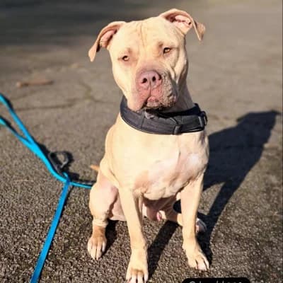 SIMBA 3, male American Staffordshire Terrier for adoption at SHPA Le Havre, Le Havre