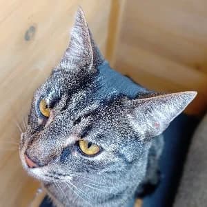 Simba, male young mixed breed for adoption at SHPA Le Havre, Le Havre