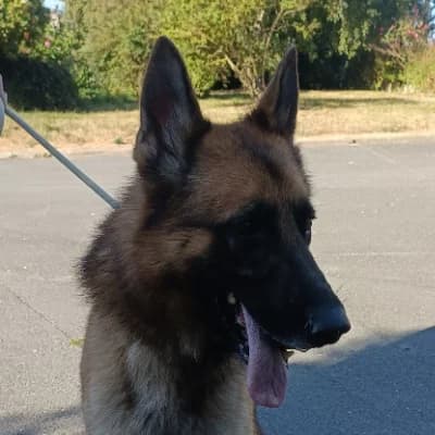 SKY, male 4yo Belgian Malinois for adoption at SHPA Le Havre, Le Havre