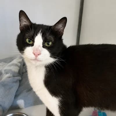 Smoky, male young mixed breed for adoption at SHPA Le Havre, Le Havre
