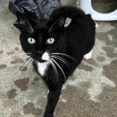 SOCRATE, male young mixed breed for adoption at SHPA Le Havre, Le Havre