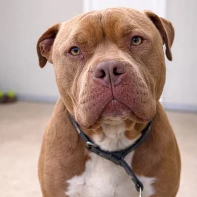 SOLO, male 4yo American Staffordshire Terrier for adoption at SHPA Le Havre, Le Havre