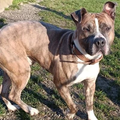 THOR, male 3yo American Staffordshire Terrier for adoption at SHPA Le Havre, Le Havre