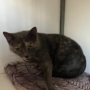 Tortie, female young mixed breed for adoption at SHPA Le Havre, Le Havre