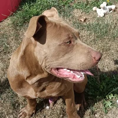 TYSON, male puppy American Staffordshire Terrier for adoption at SHPA Le Havre, Le Havre