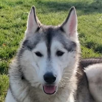 URAGONE, female young Husky for adoption at SHPA Le Havre, Le Havre