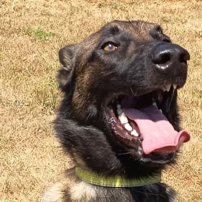 VOLF, male young Belgian Malinois for adoption at SHPA Le Havre, Le Havre