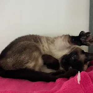 YAKU, female young Siamese for adoption at SHPA Le Havre, Le Havre
