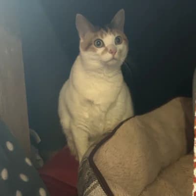 ZAZOU, female young mixed breed for adoption at SHPA Le Havre, Le Havre