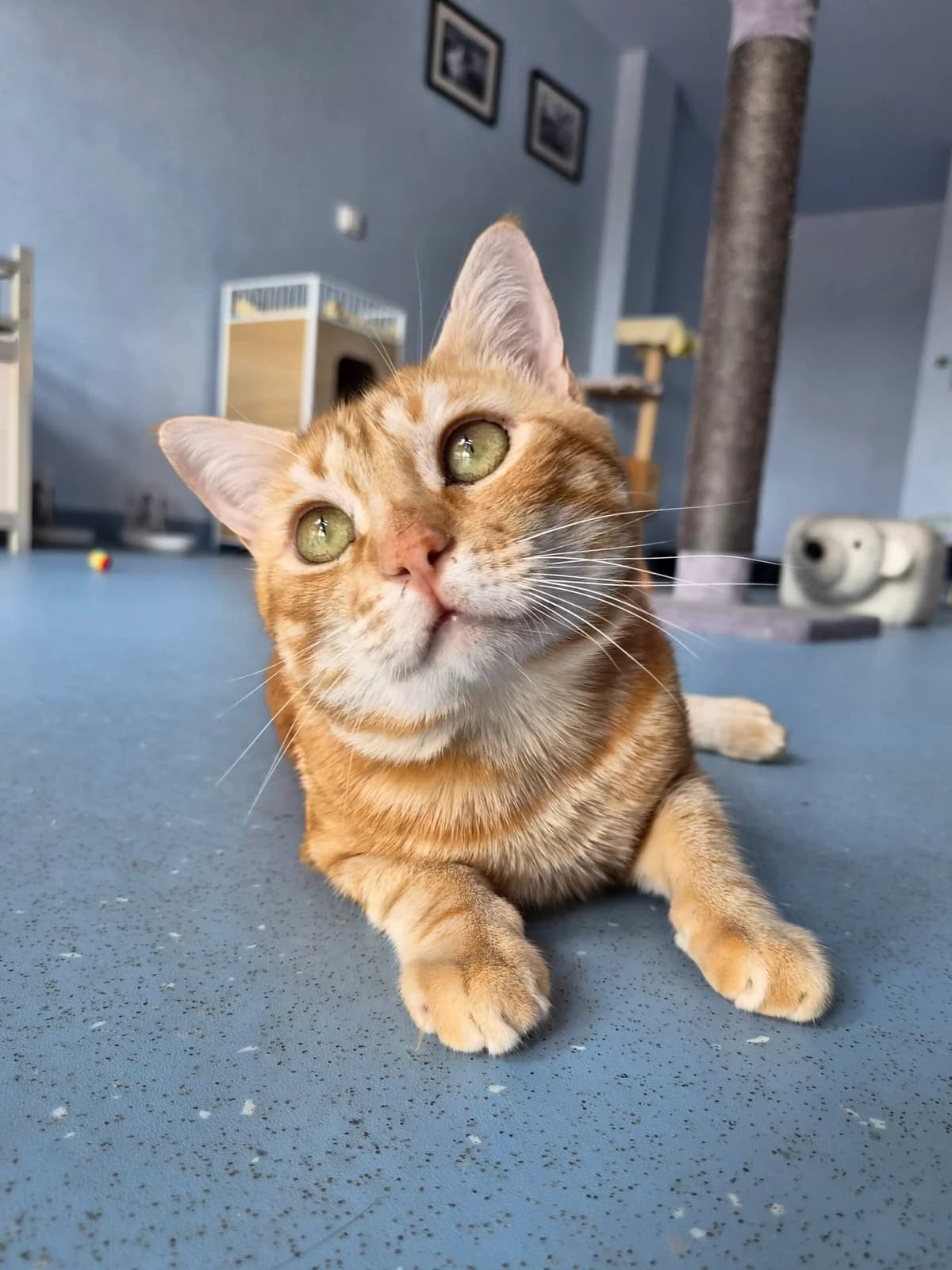 Marceau, 3yo Mixed Breed for adoption at Société Protectrice des Animaux SPA de Rodez, Sainte-Radegonde