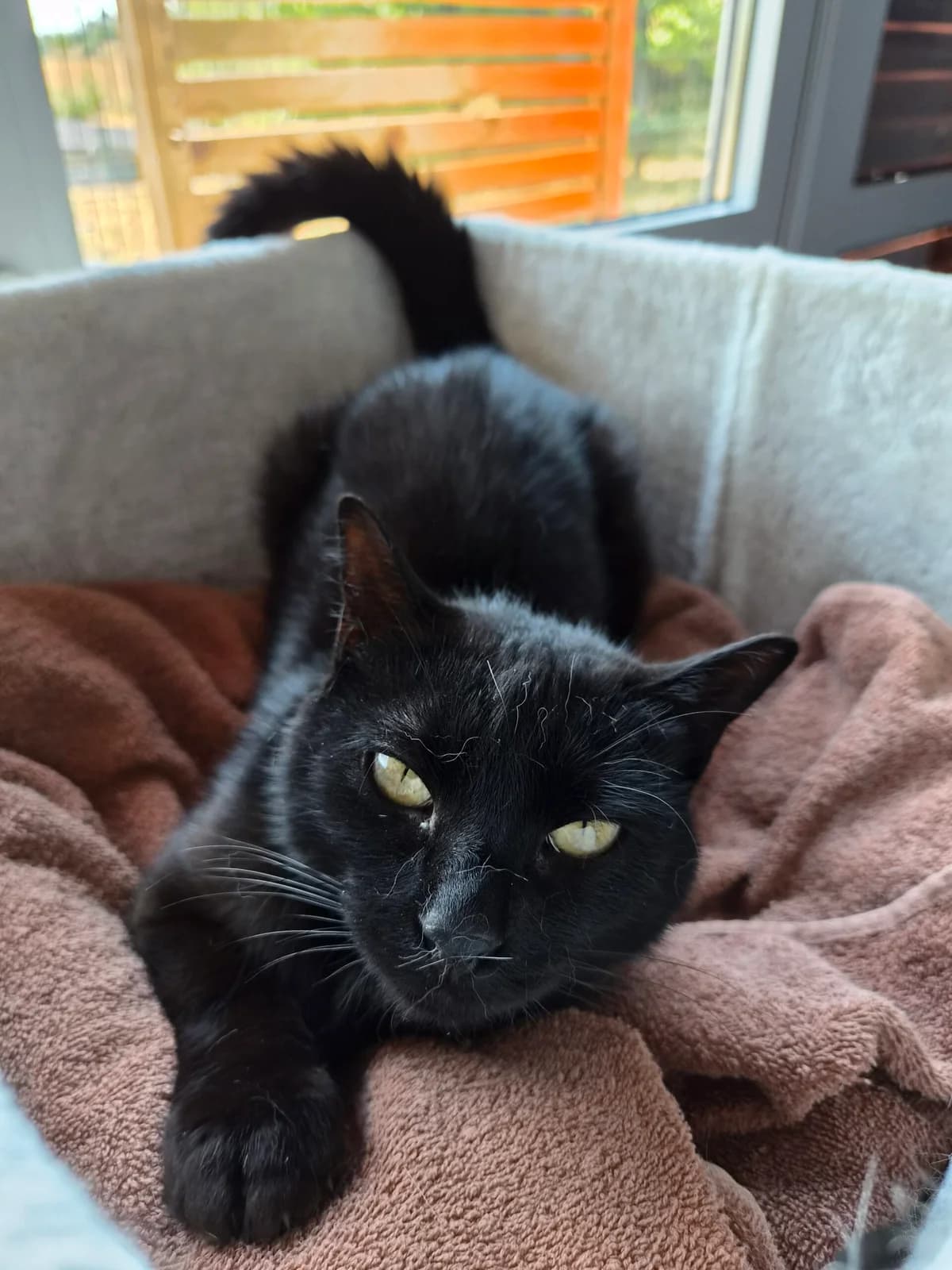 Léonie, 3yo Mixed Breed for adoption at Société Protectrice des Animaux SPA de Rodez, Sainte-Radegonde