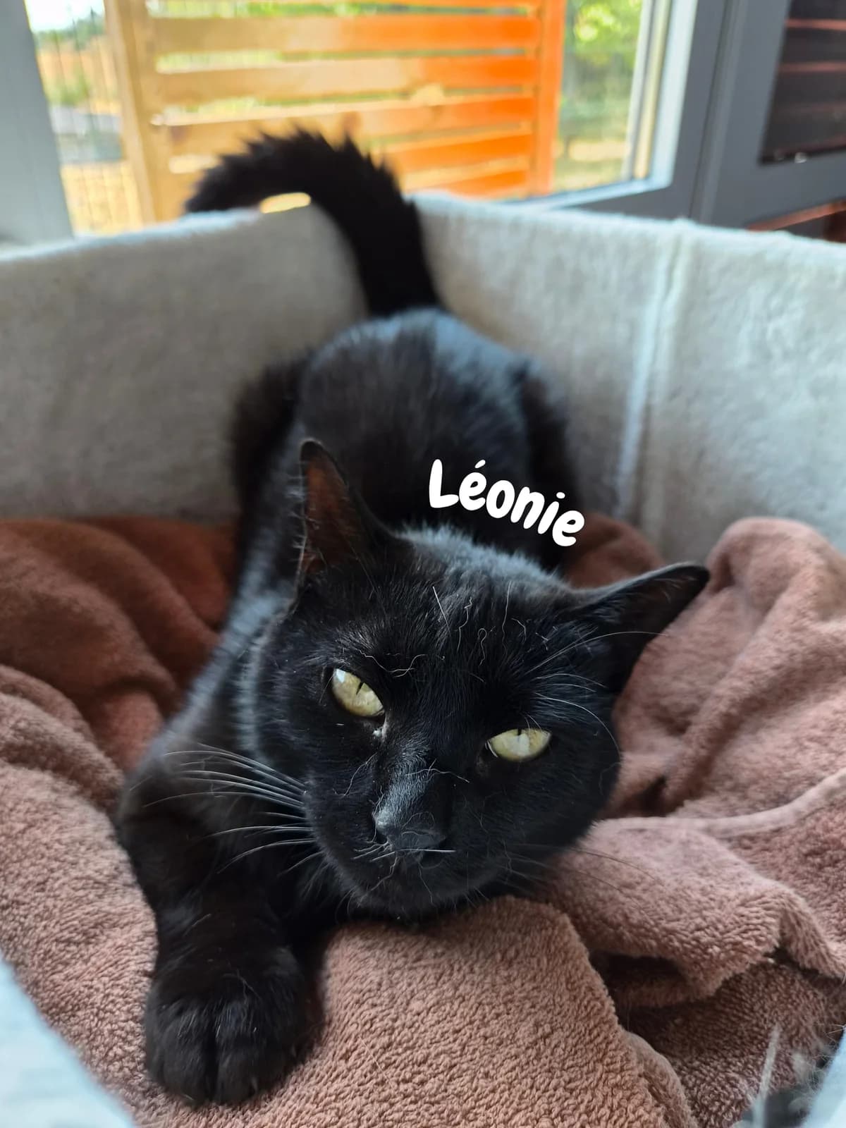 Léonie, 3yo Mixed Breed for adoption at Société Protectrice des Animaux SPA de Rodez, Sainte-Radegonde