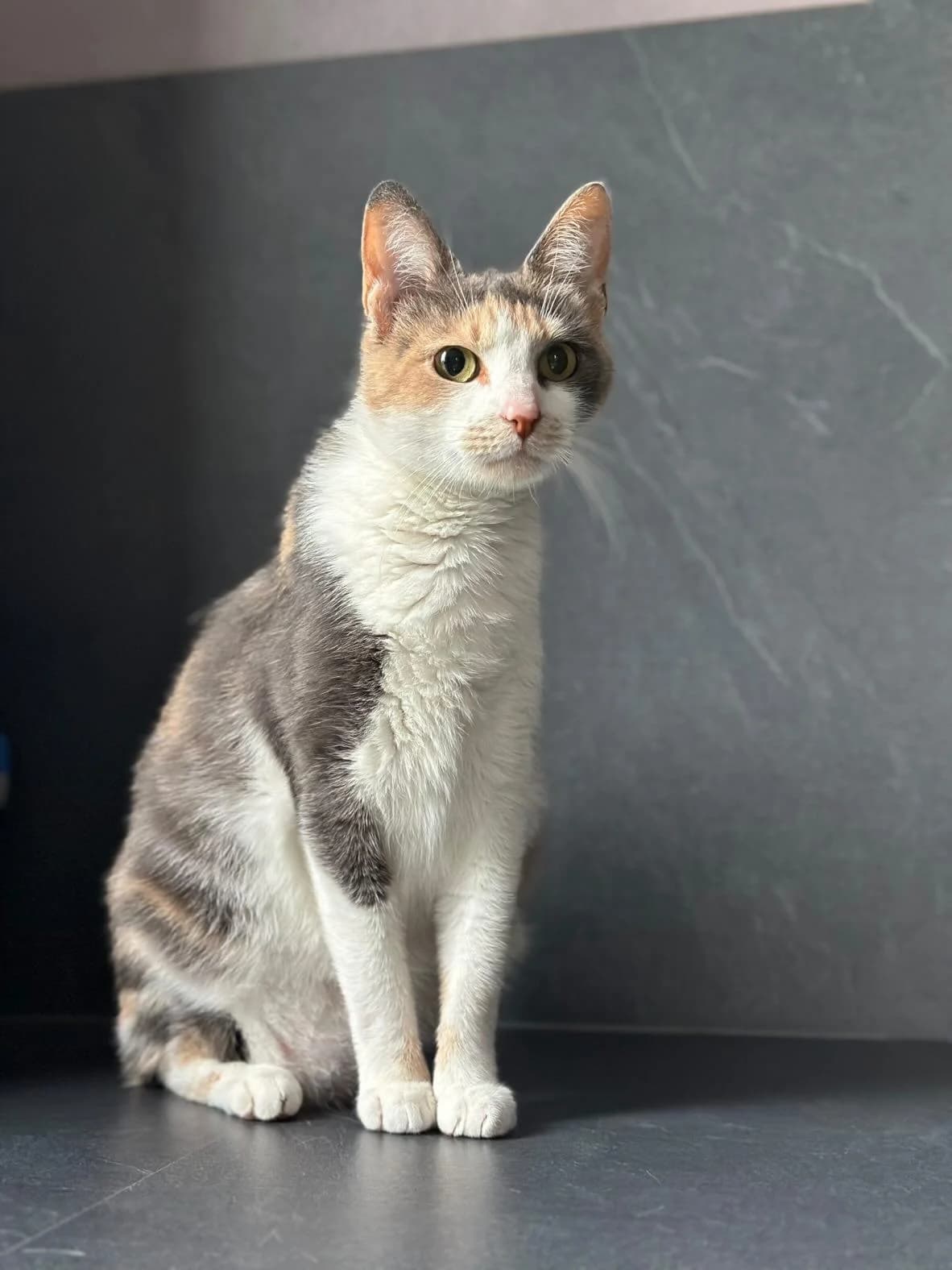 Garfilda, 3yo Mixed Breed for adoption at Société Protectrice des Animaux SPA de Rodez, Sainte-Radegonde