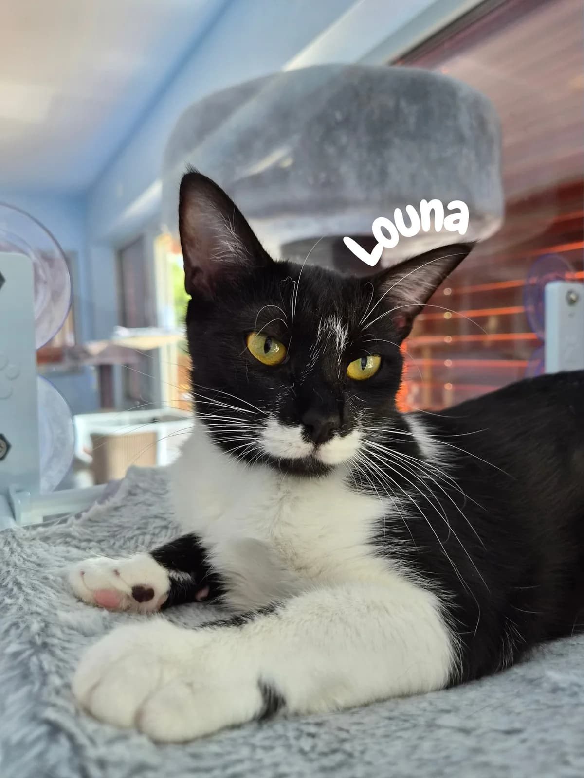 Louna, young Mixed Breed for adoption at Société Protectrice des Animaux SPA de Rodez, Sainte-Radegonde