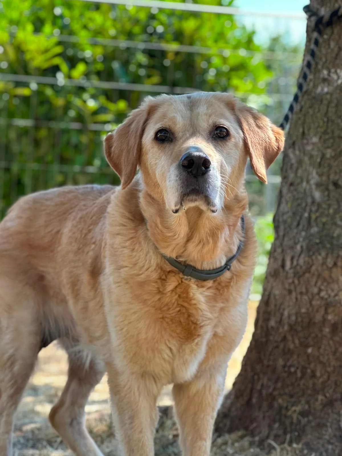 Java, senior Mixed Breed for adoption at Société Protectrice des Animaux SPA de Rodez, Sainte-Radegonde