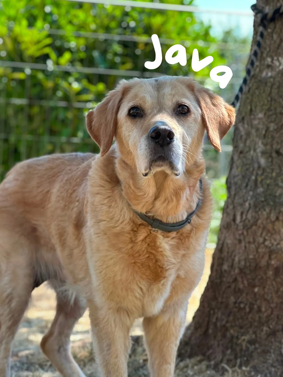 Java, senior Mixed Breed for adoption at Société Protectrice des Animaux SPA de Rodez, Sainte-Radegonde