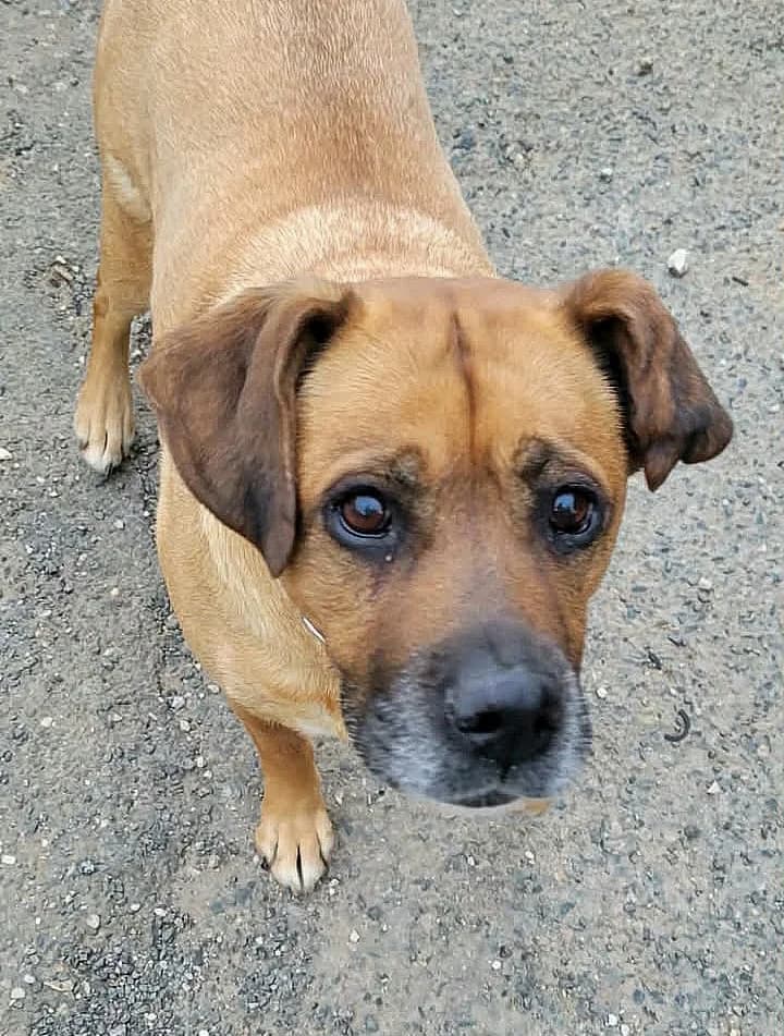 Jody, senior Mixed Breed for adoption at Société Protectrice des Animaux SPA de Rodez, Sainte-Radegonde